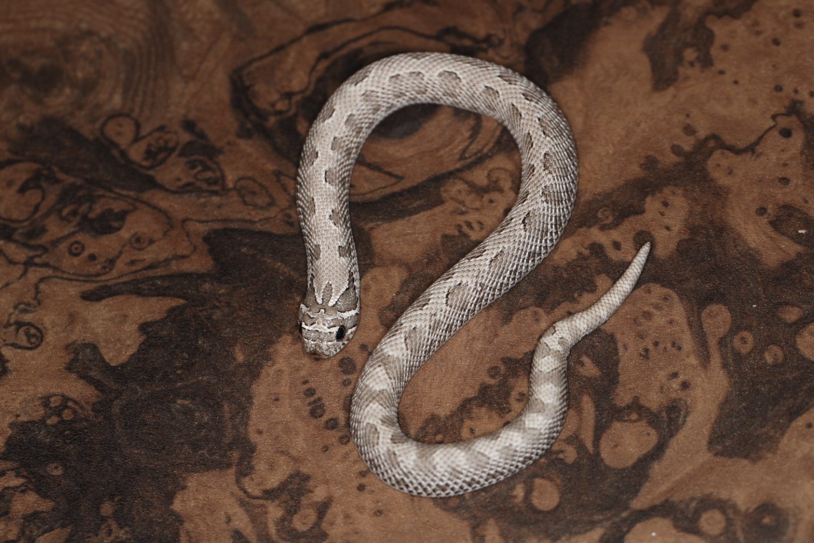 セイブシシバナヘビ アザンコンダ