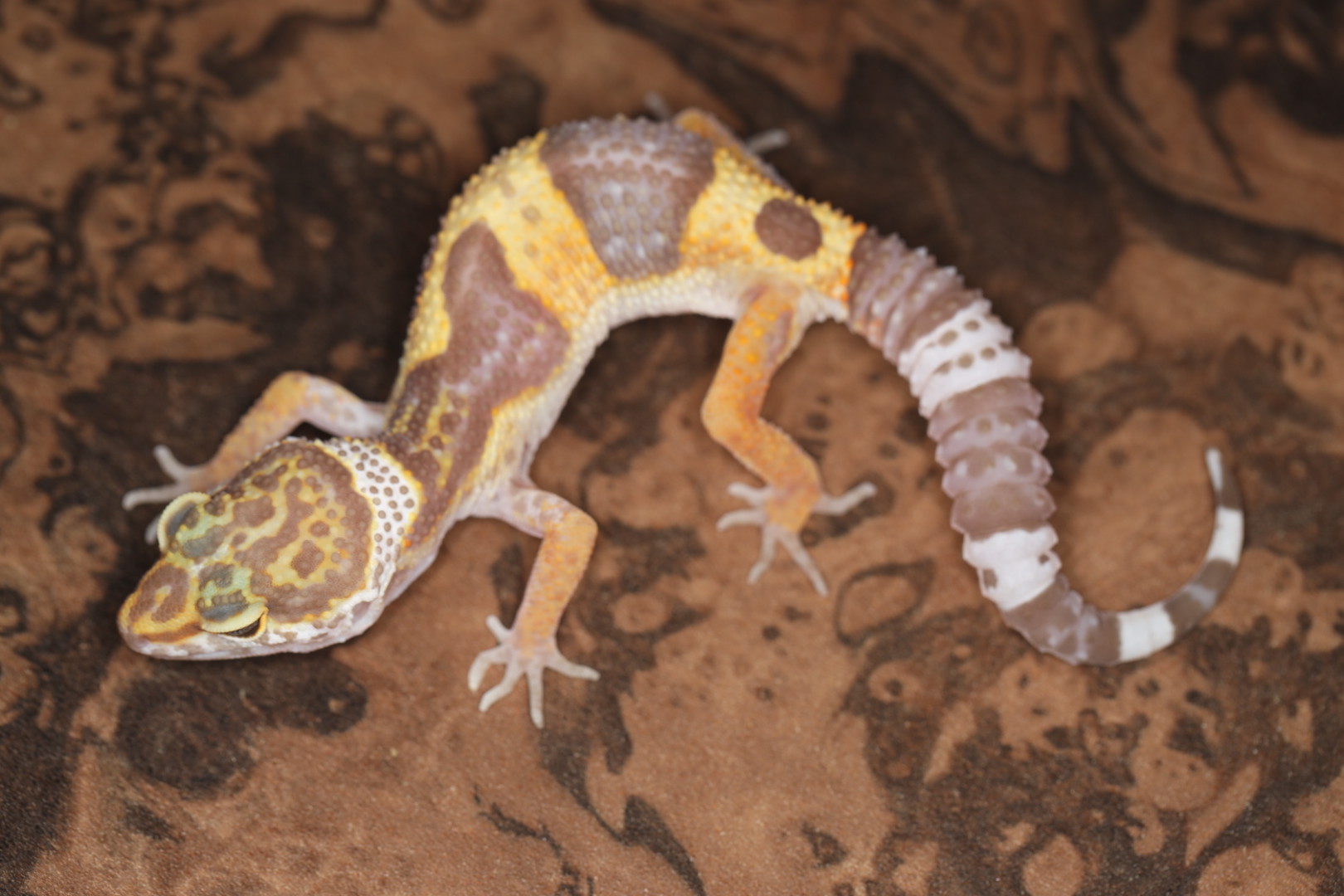 ヒョウモントカゲモドキ トレンパー 【SALE】