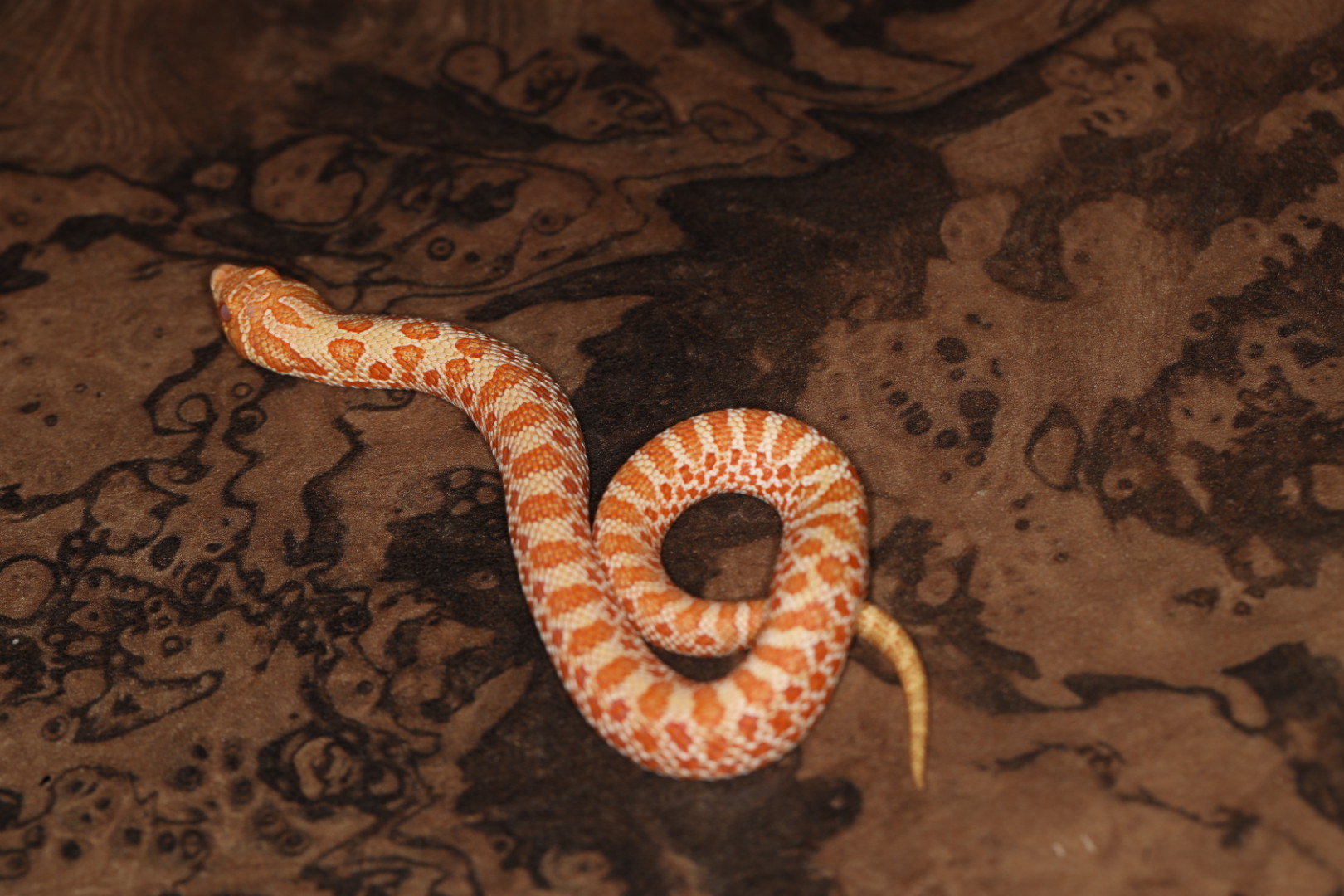 セイブシシバナヘビ アルビノ