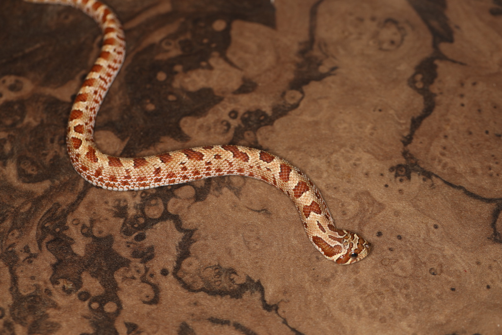 セイブシシバナヘビ アナコンダhetアルビノ