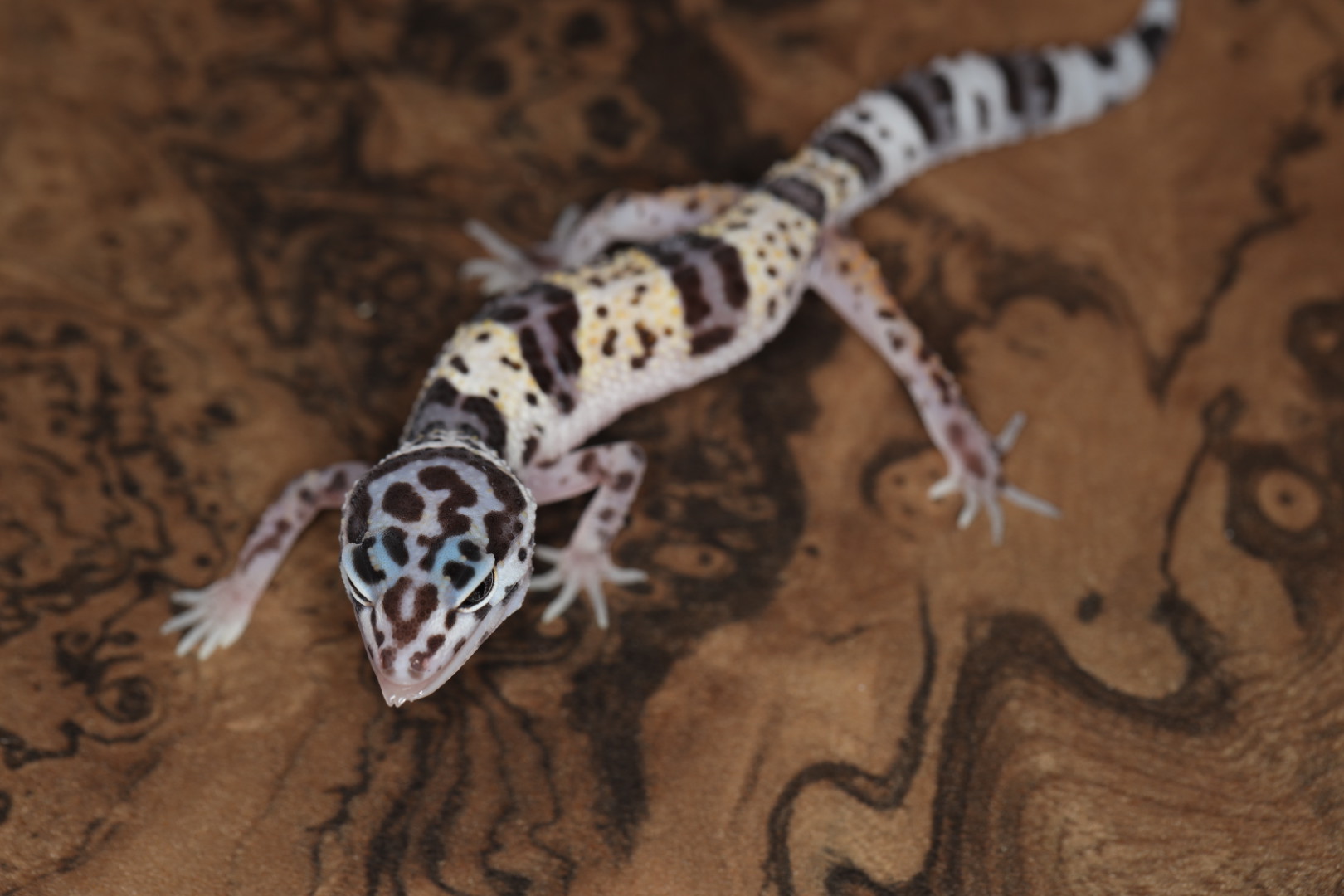 ヒョウモントカゲモドキ マックスノー