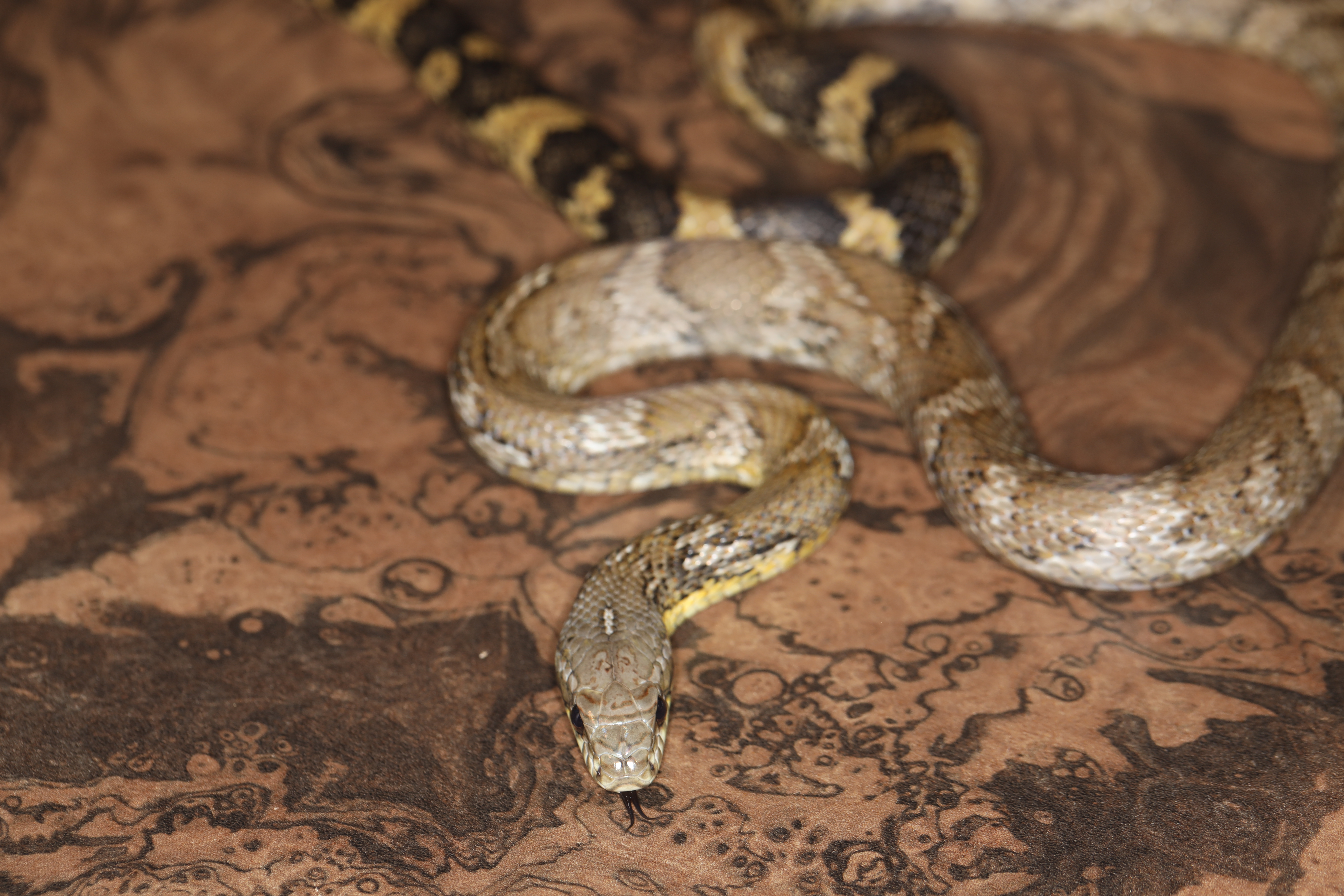 コリアンラットスネーク