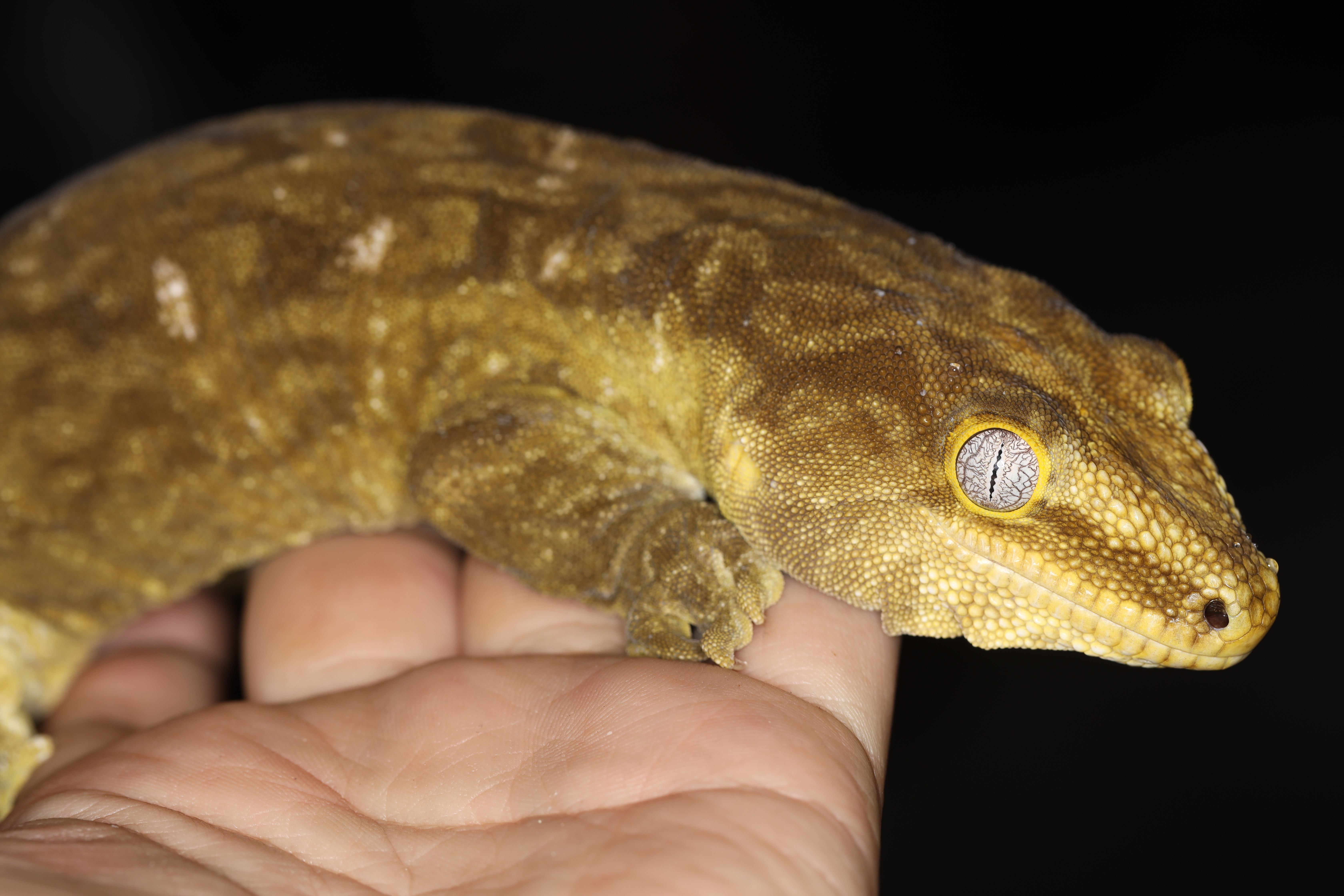 ジャイアントゲッコー Mt.コーギス トロガー メラニスティック