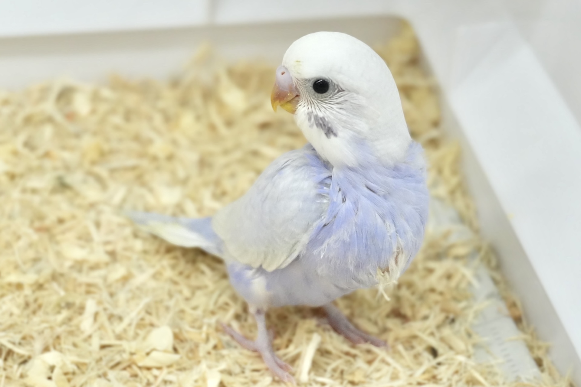 セキセイインコ　ライラックカラー