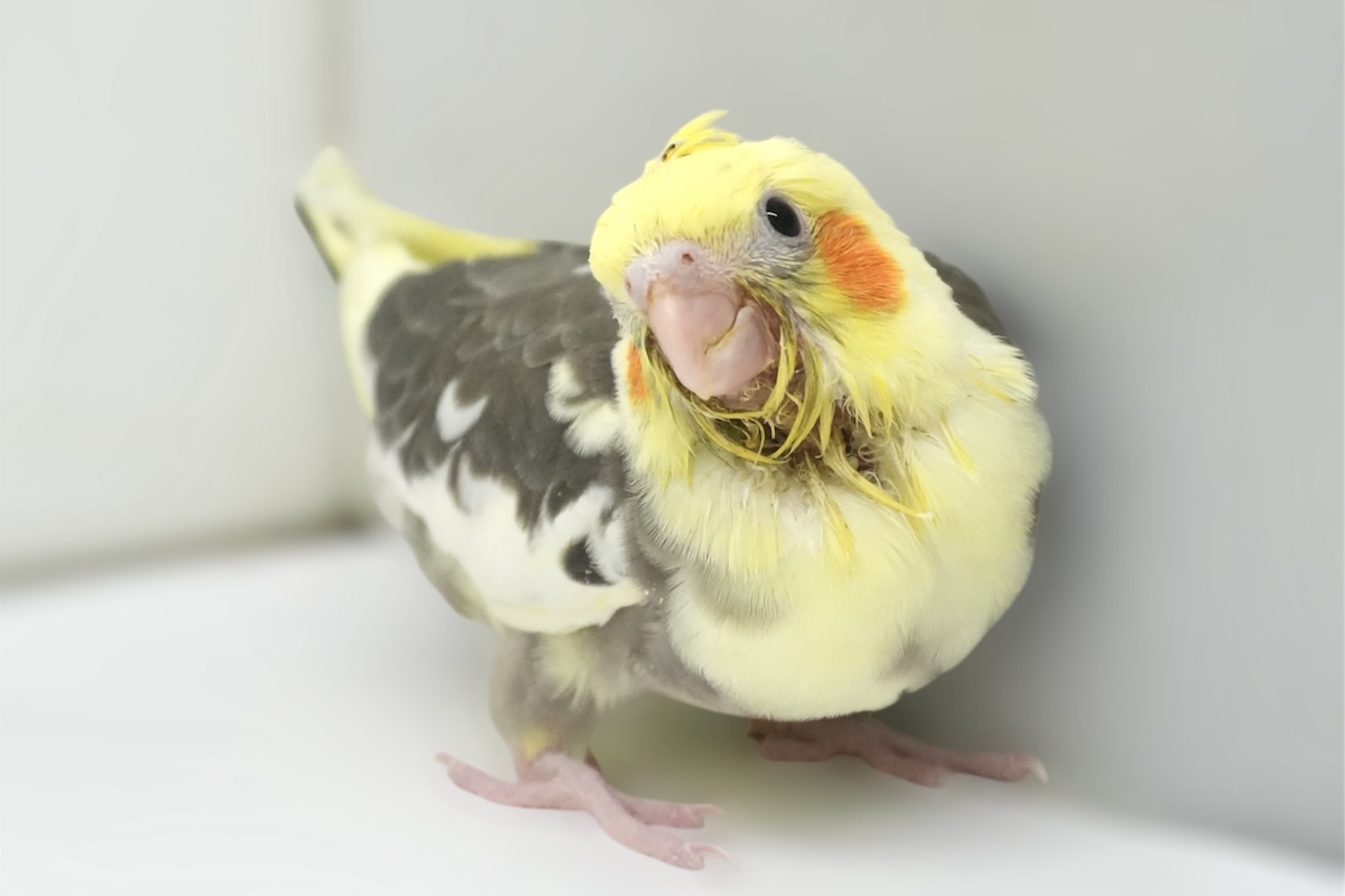 オカメインコ　パイド