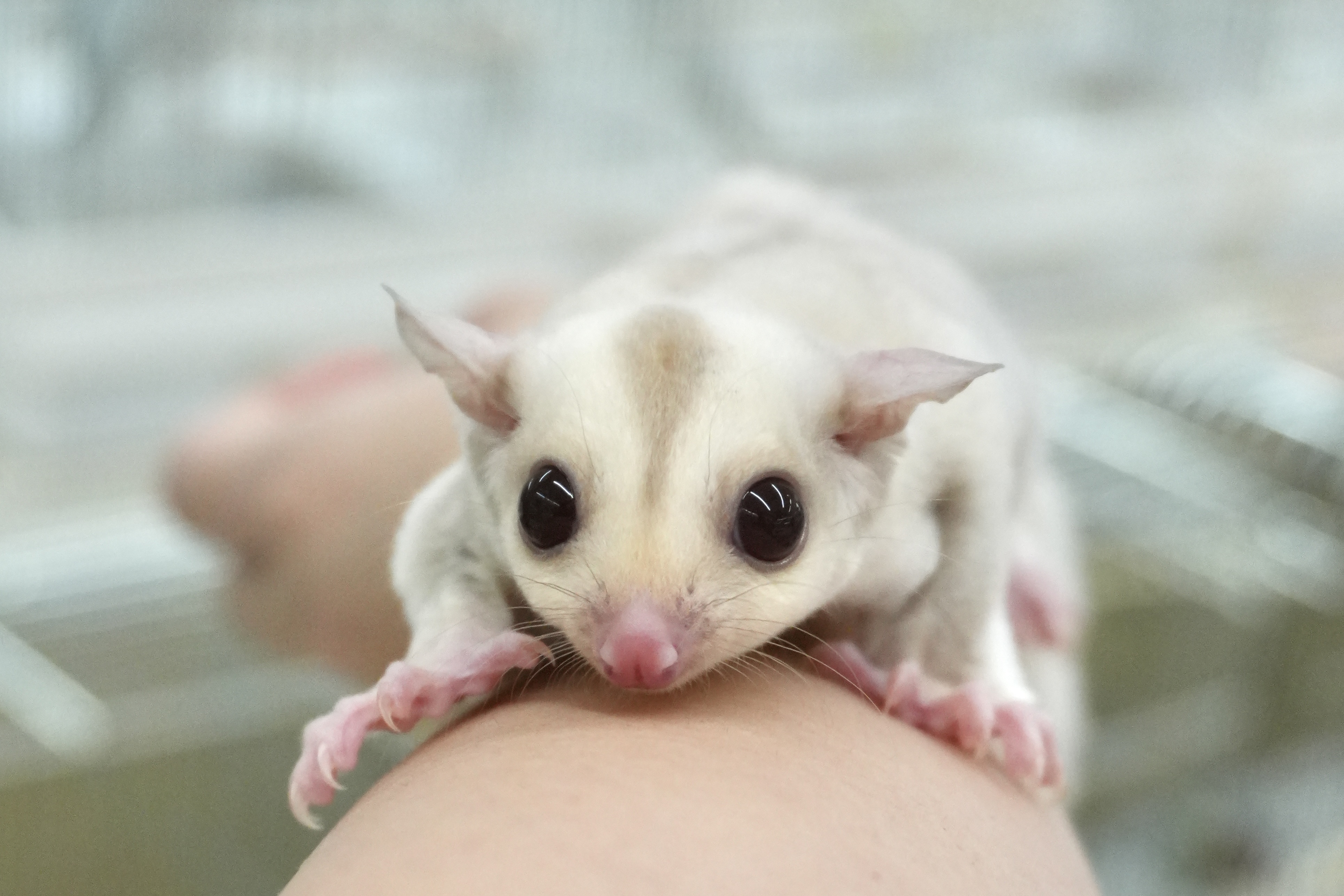 フクロモモンガ　クリミノ