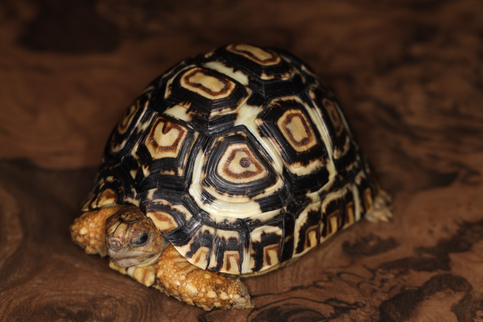 ヒョウモンリクガメ