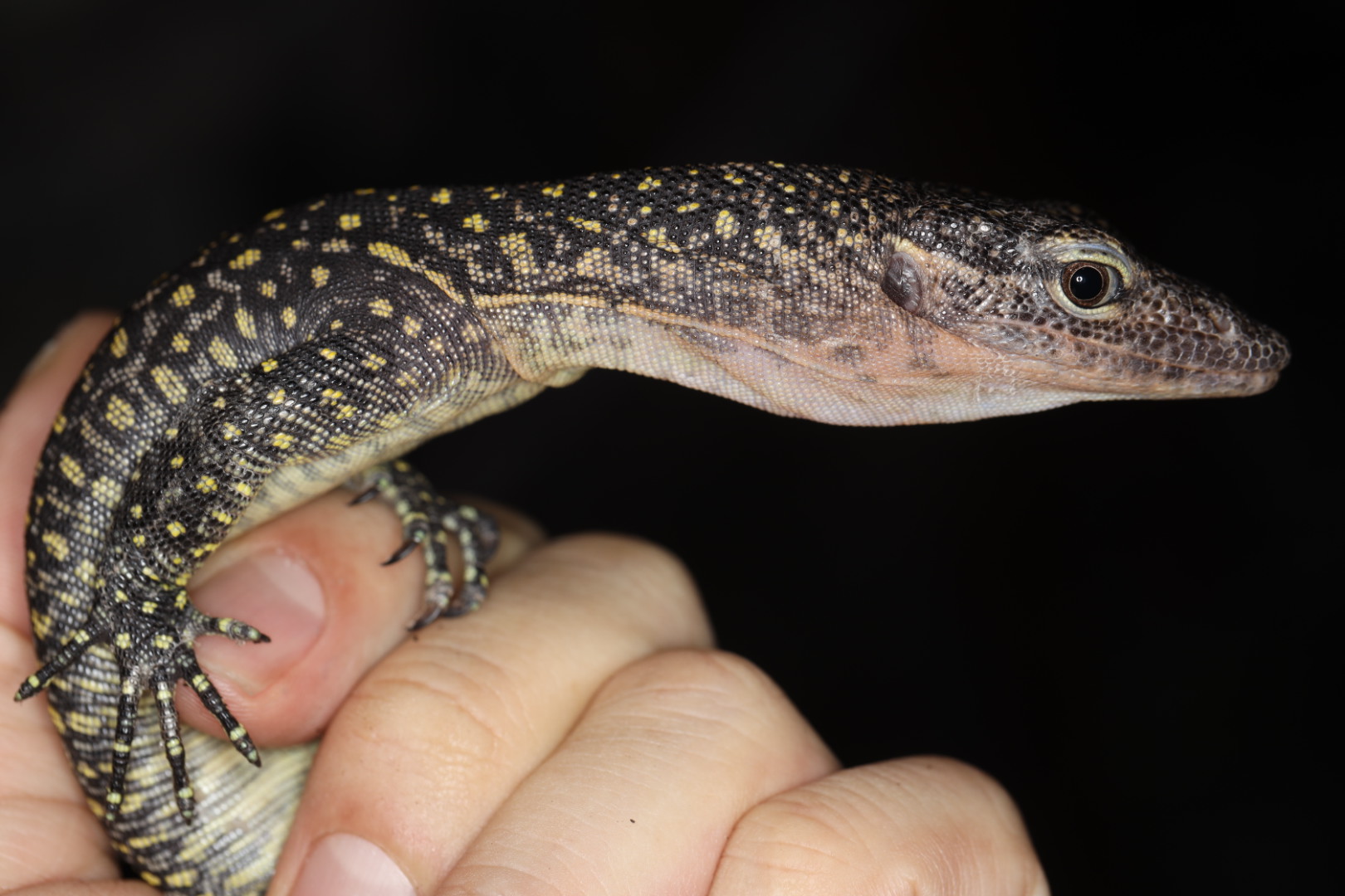 マングローブヘッドモニター