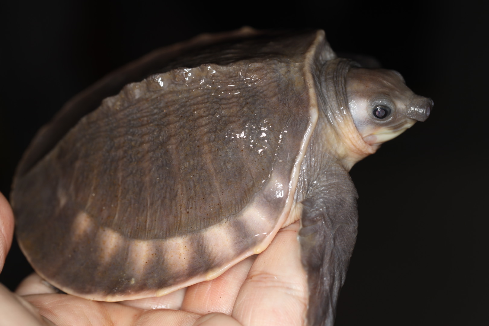 スッポンモドキ