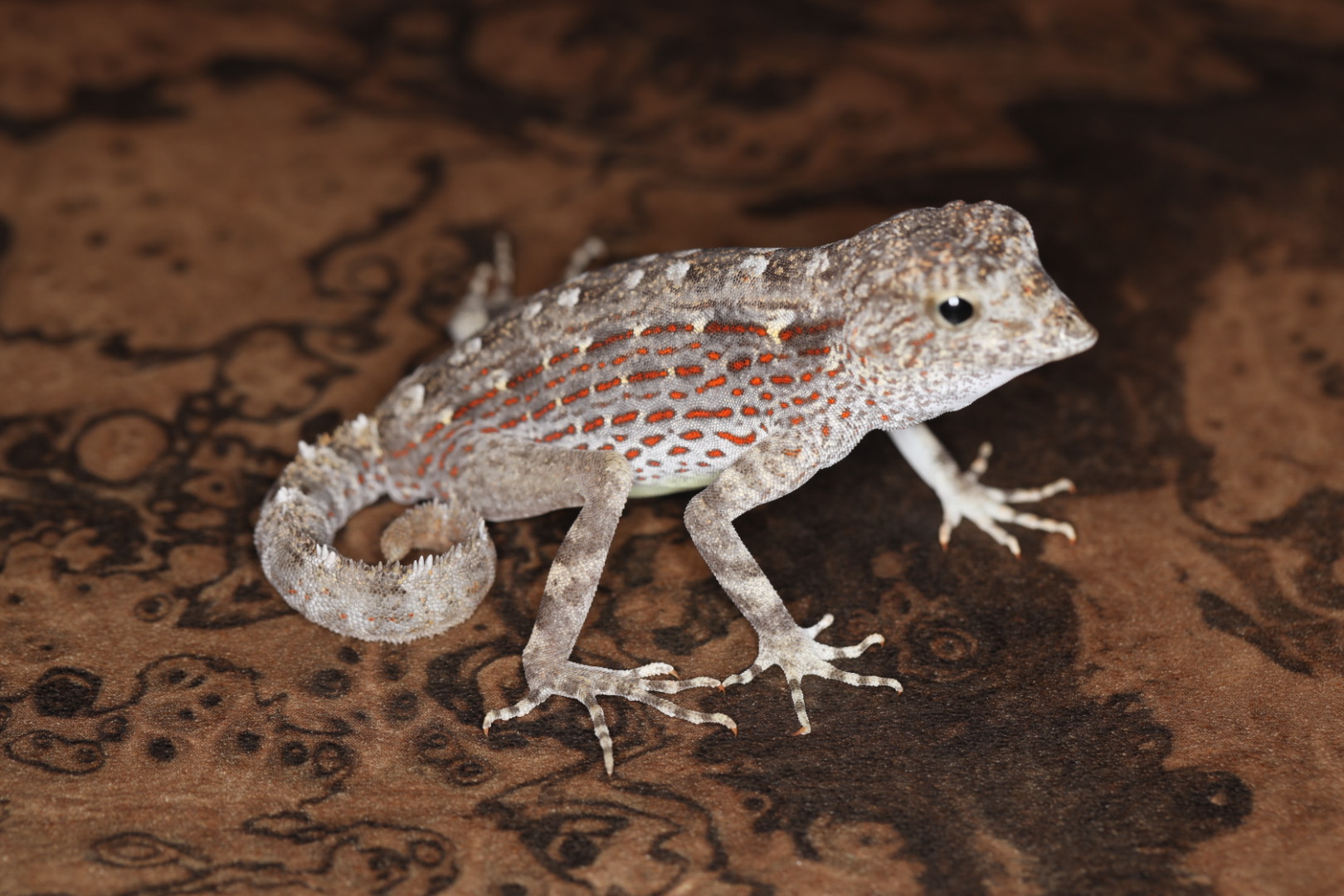 カータートゲオヤモリ オマーン スール産