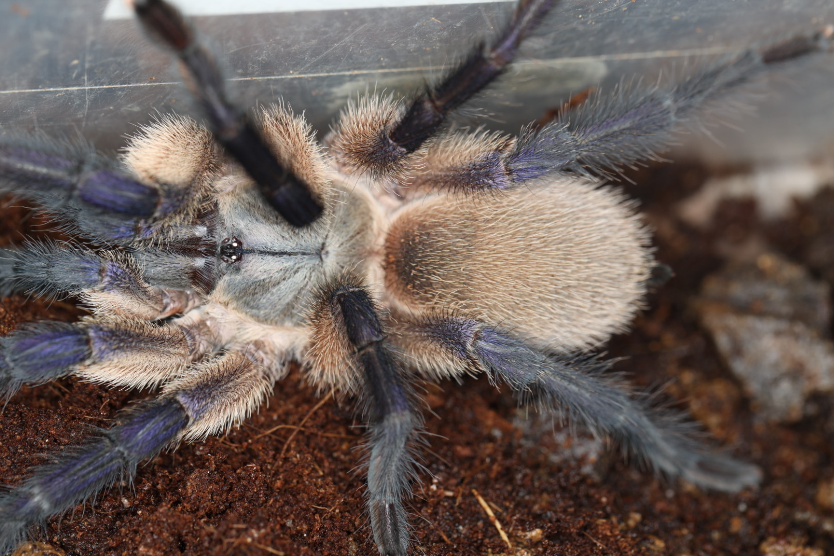 ソコトラアイランドバブーン