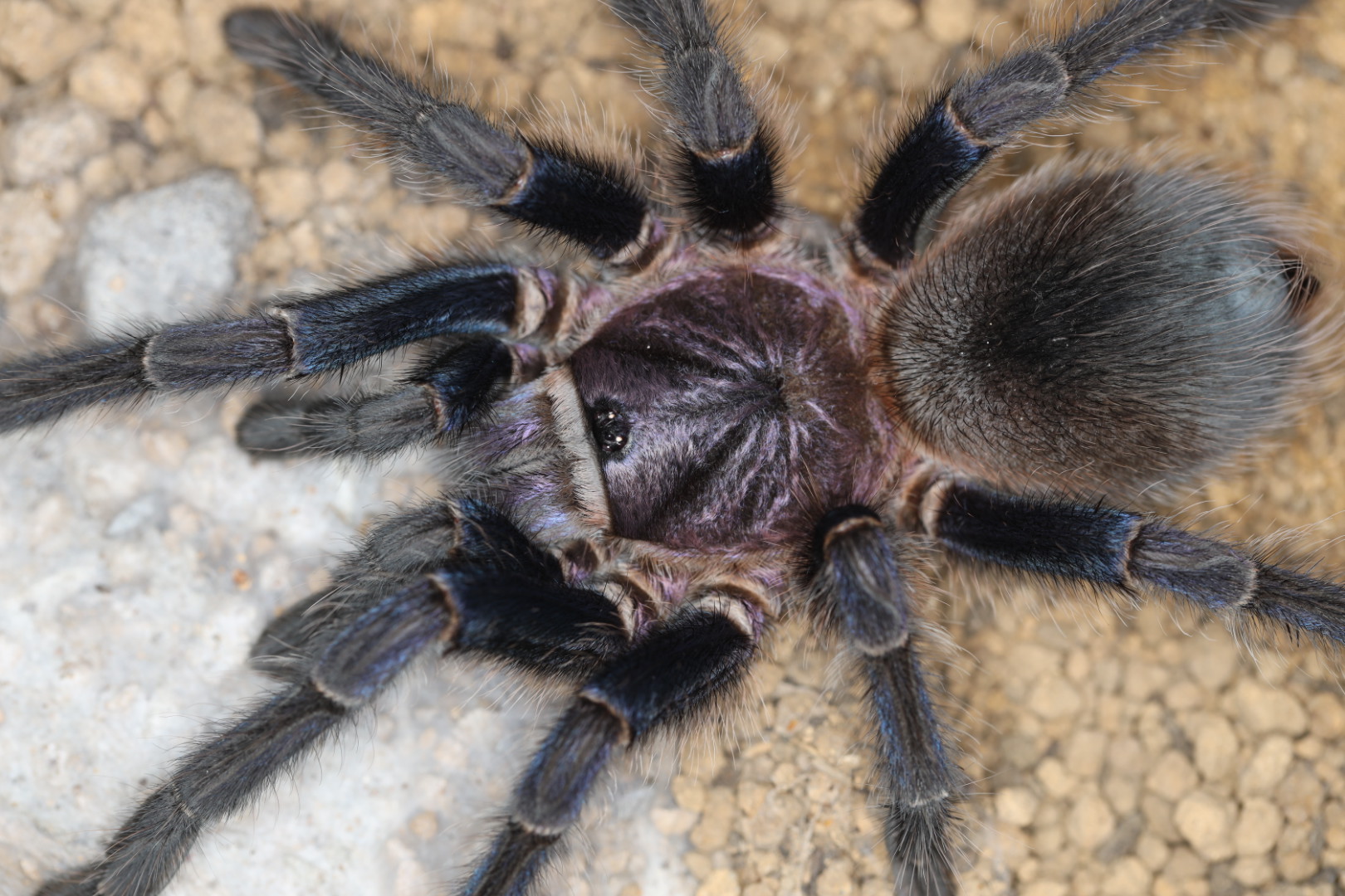 フォルミクトプス ブルーアズール