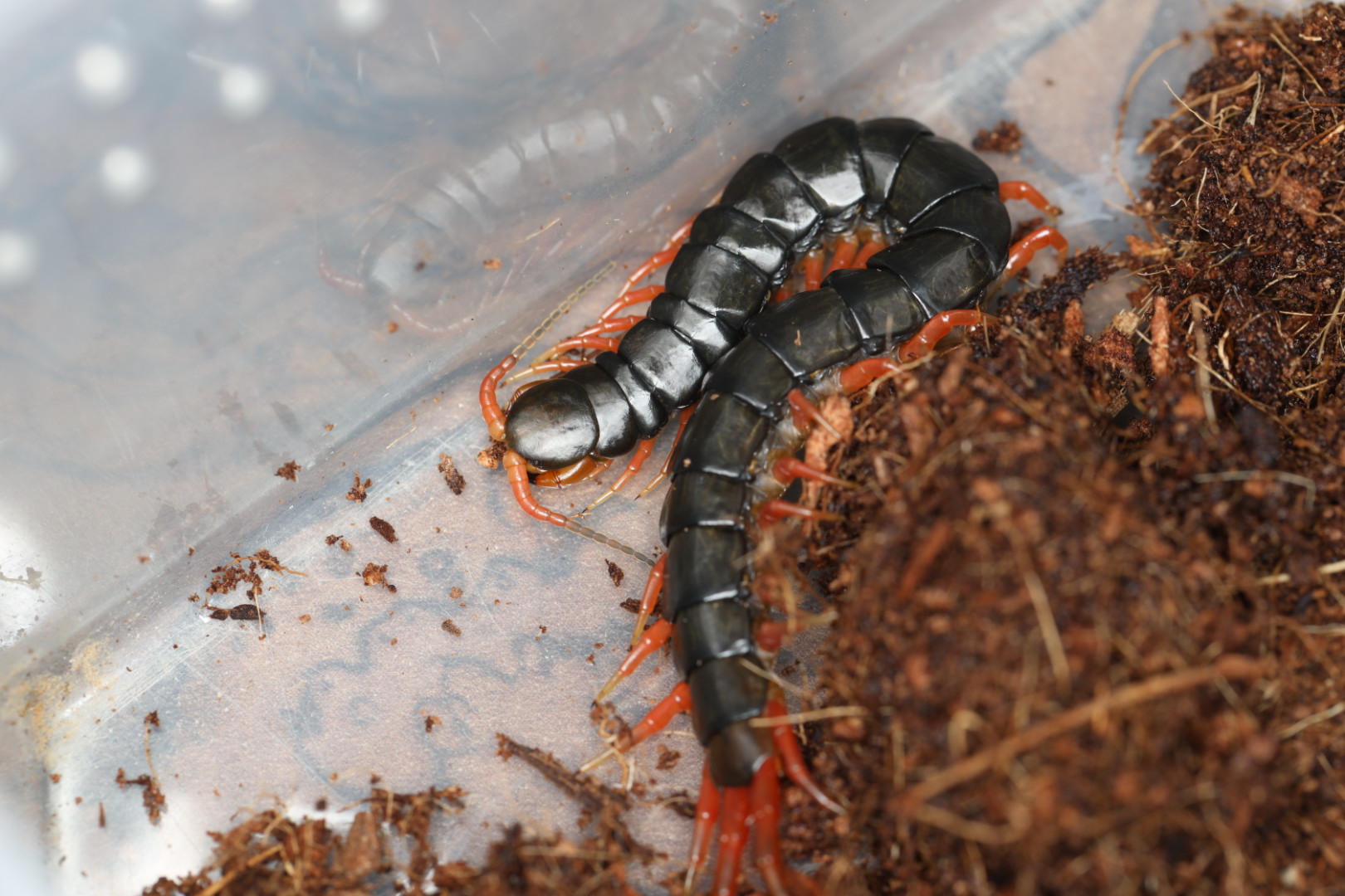 ユンナンレッドセンチピード