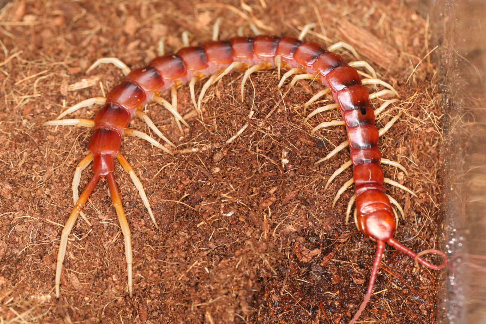 ペルビアンホワイトレッグ