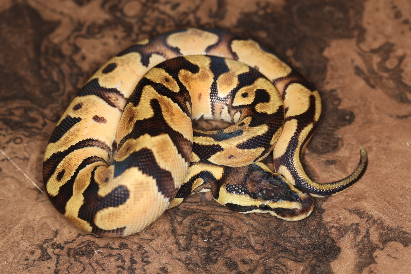 ボールパイソン パステルエンチhetパイド