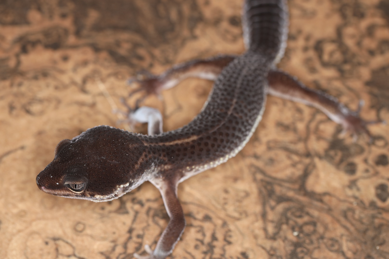 ヒョウモントカゲモドキ ブラックナイト Aグレード