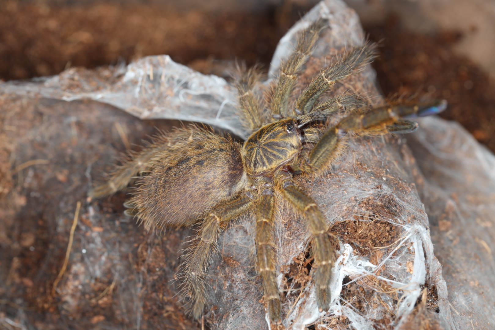 ウサンバラオレンジ TCF