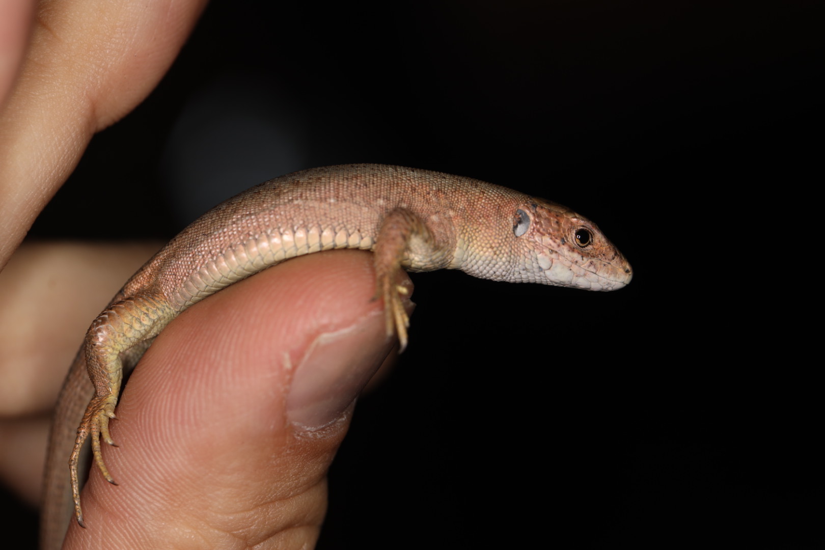 ミドリカナヘビ