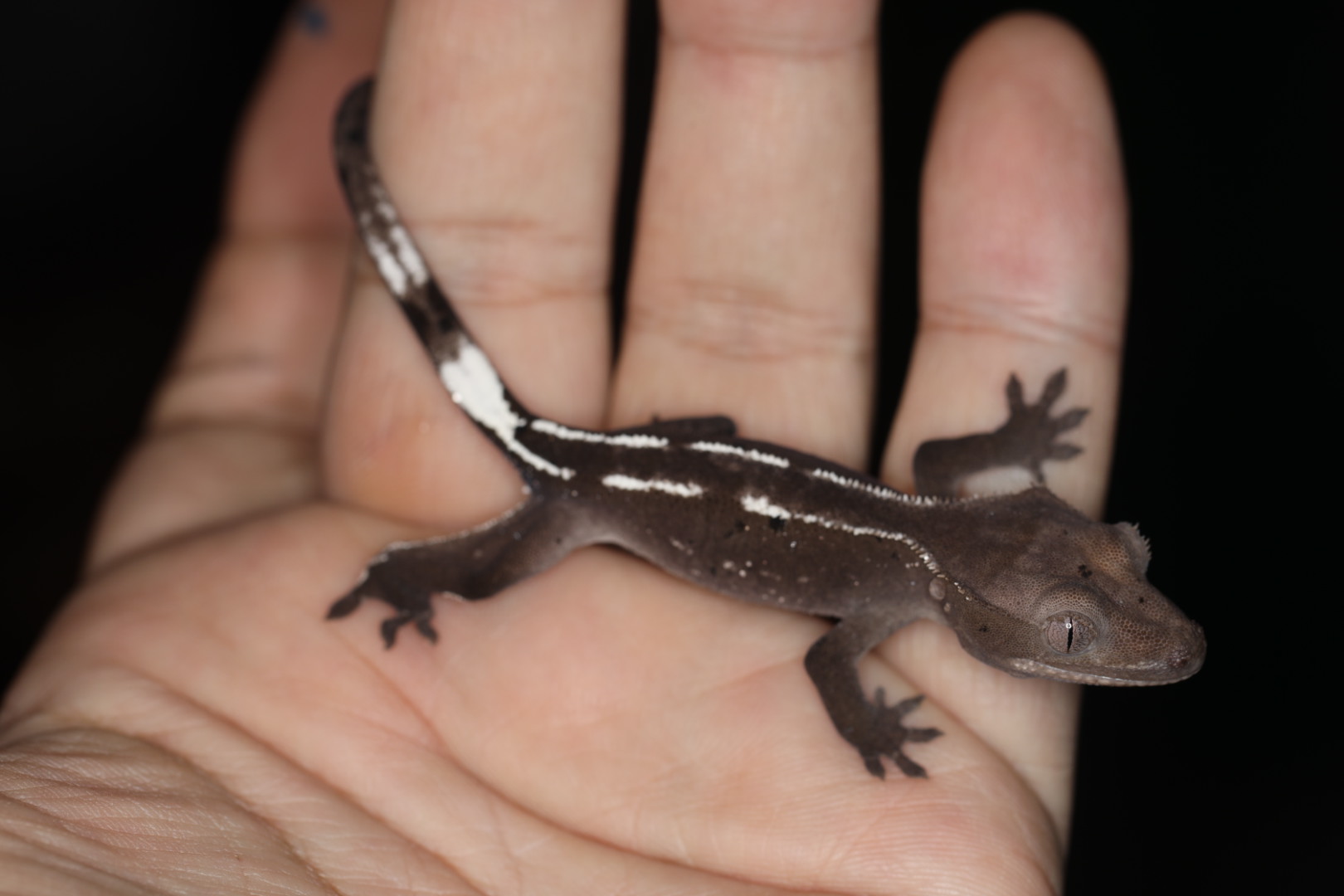 クレステッドゲッコー アザンティック