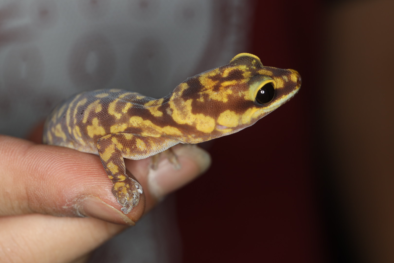 マーブルビロードヤモリ