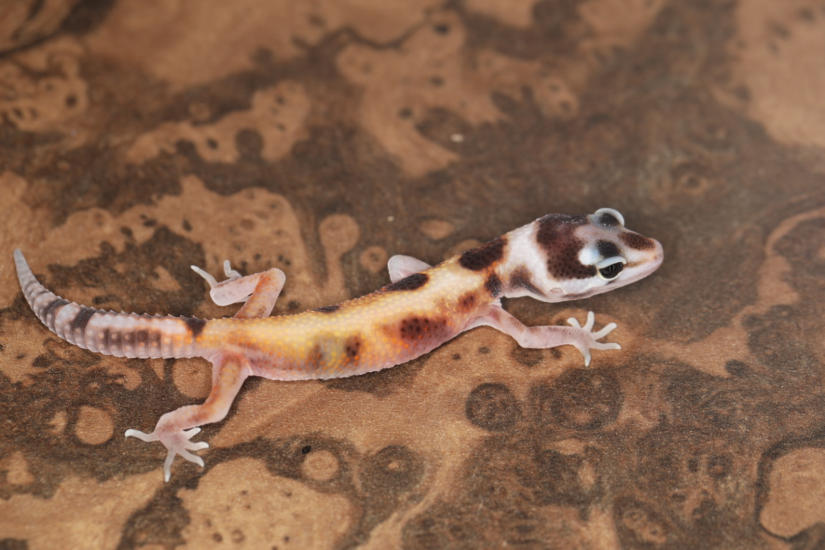 ヒョウモントカゲモドキ ハイイエロー 【SALE】