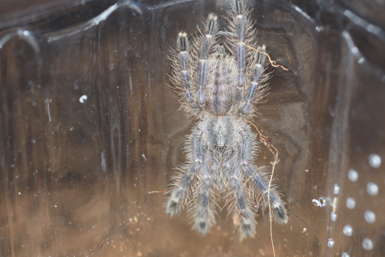 グーティサファイアオーナメンタル