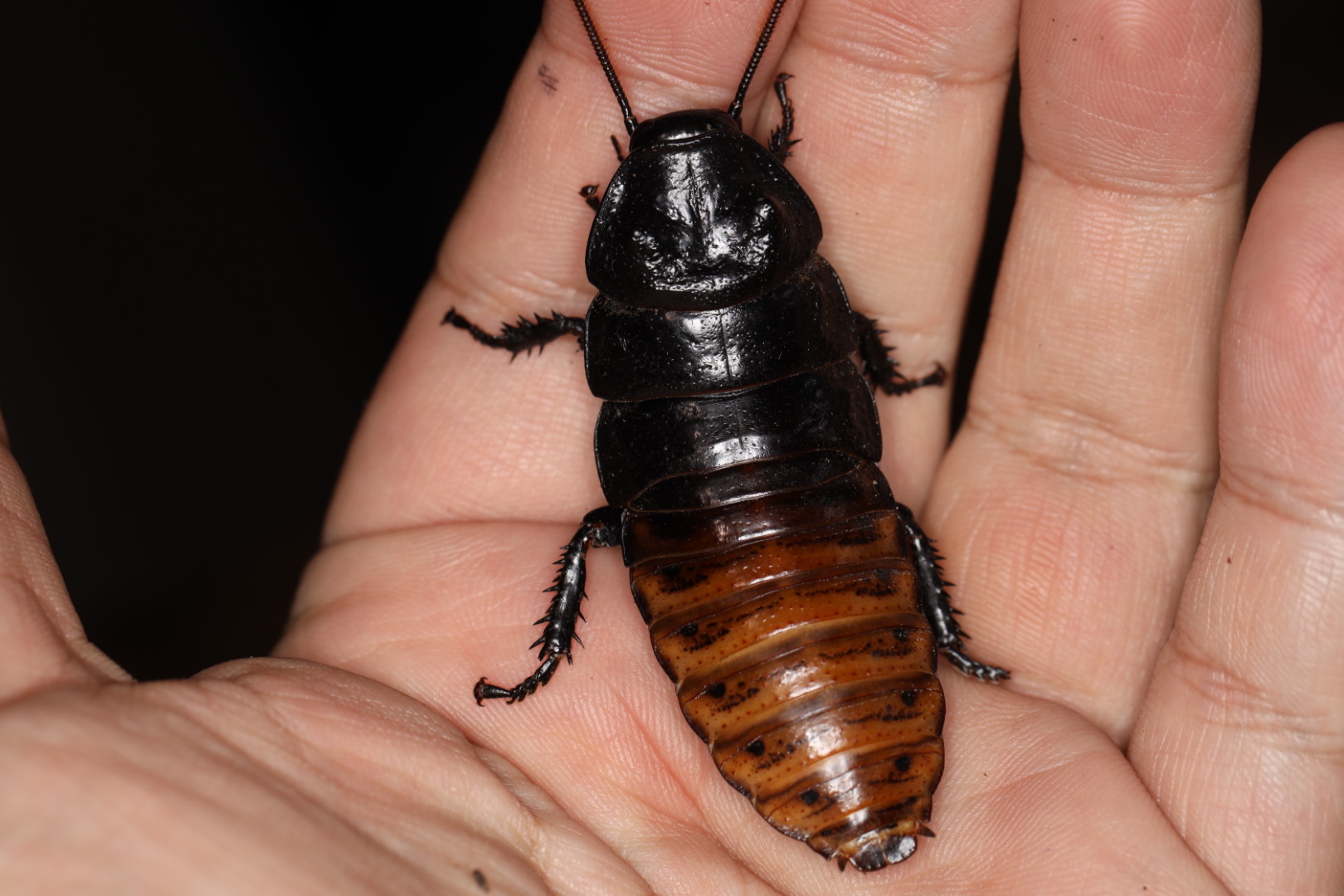 マダガスカルゴキブリ