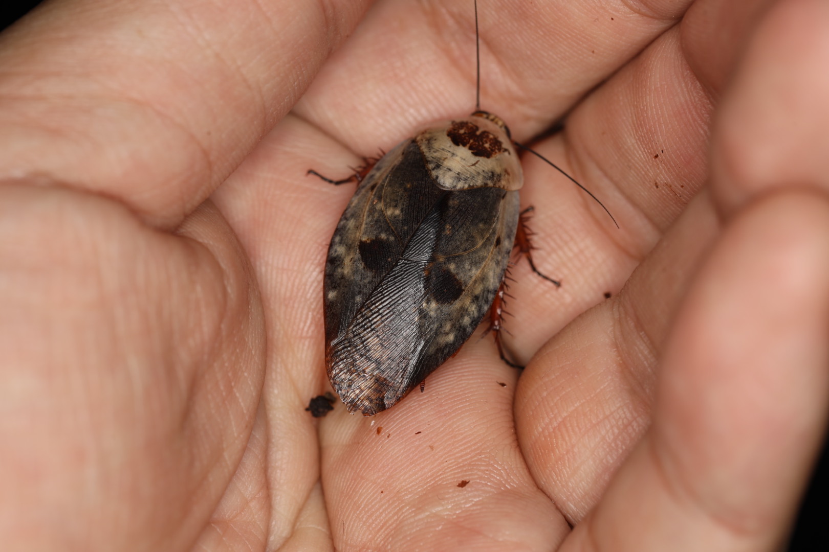 ゴーストポーセリンローチ 10匹セット