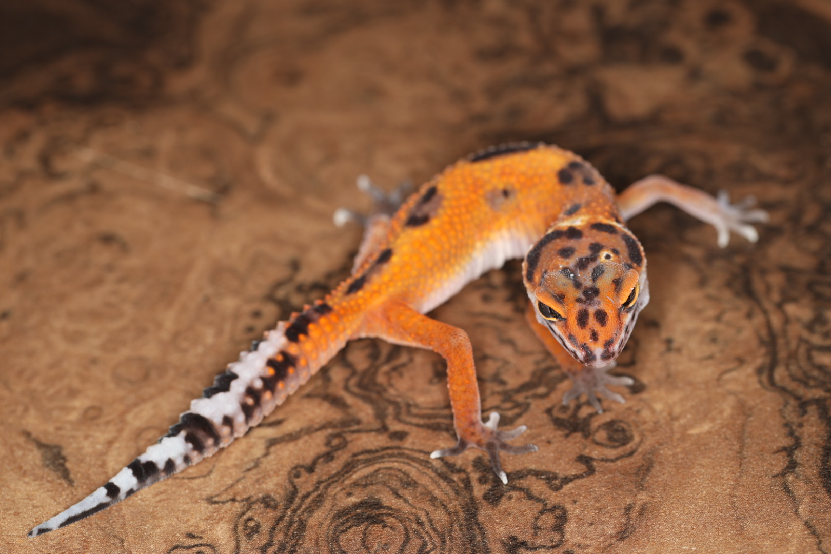 ヒョウモントカゲモドキ タンジェリン