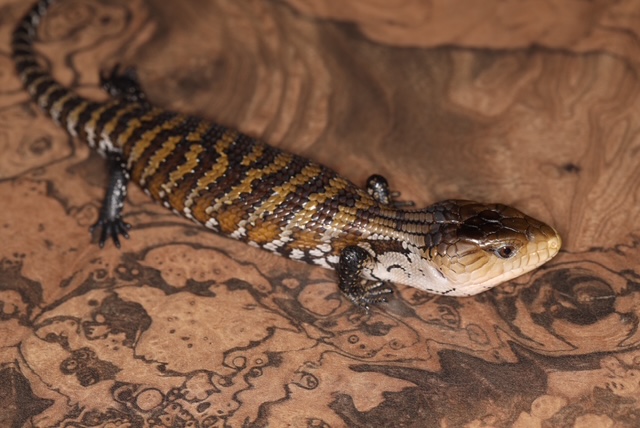 アルーアオジタトカゲ