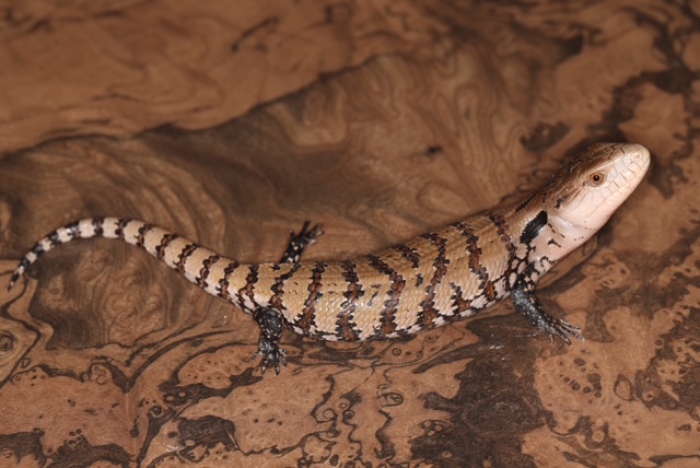 メラウケアオジタトカゲ