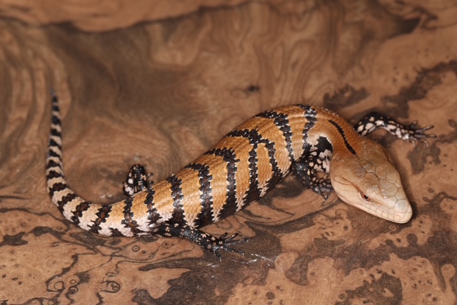 メラウケアオジタトカゲ