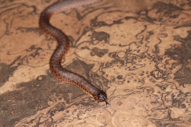 セイブシシバナヘビ スイスチョコレート