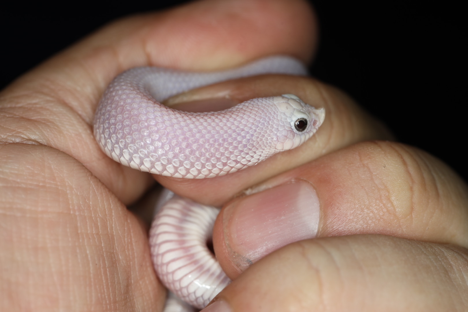 セイブシシバナヘビ リューシスティック