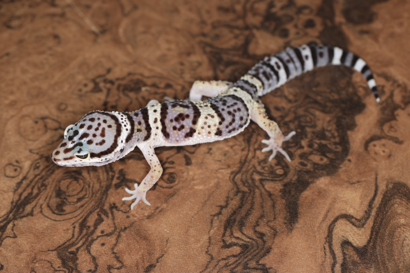 ヒョウモントカゲモドキ マキュラリウス WF2