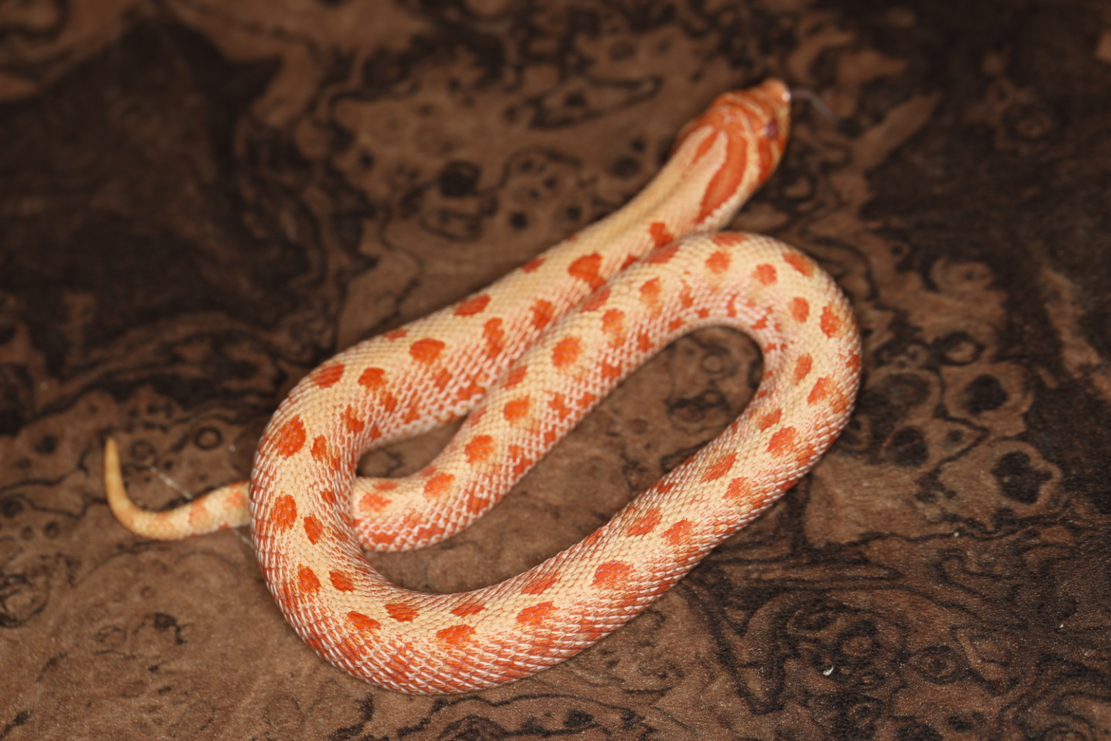 セイブシシバナヘビ アルビノコンダ