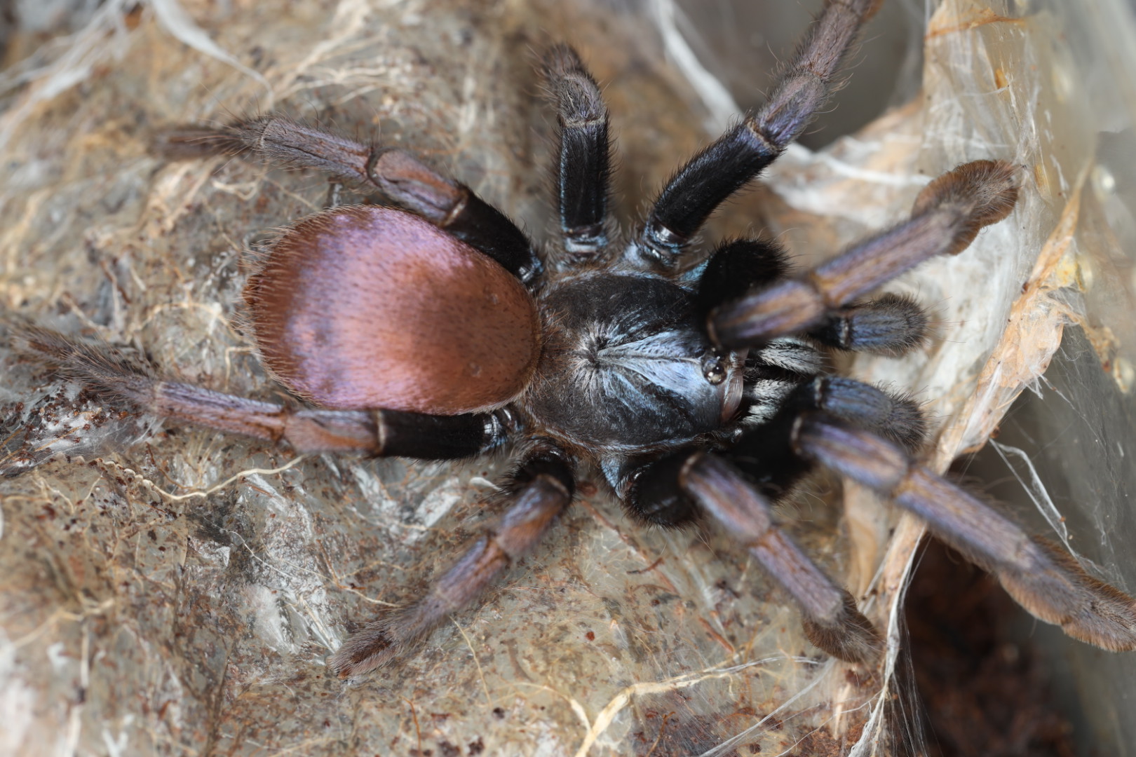 インディアンレインボー