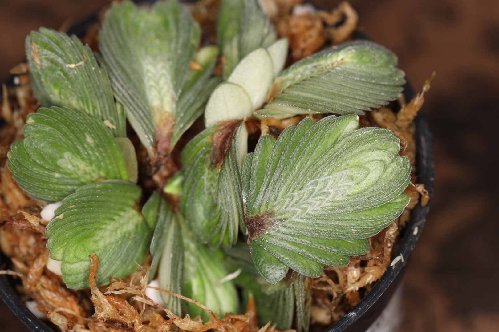 Elastostema salvinoidees