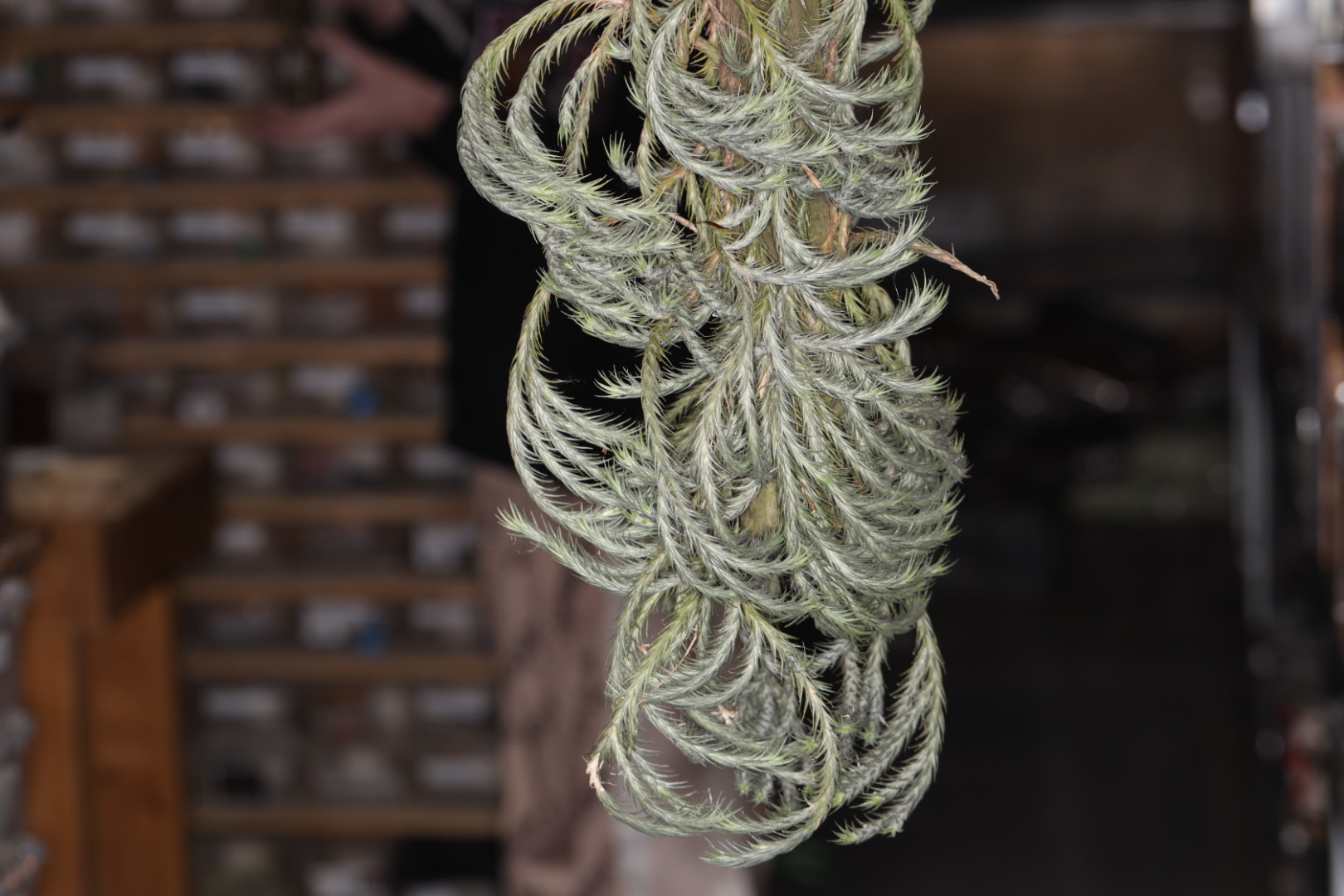 チランジア・トリコレピス