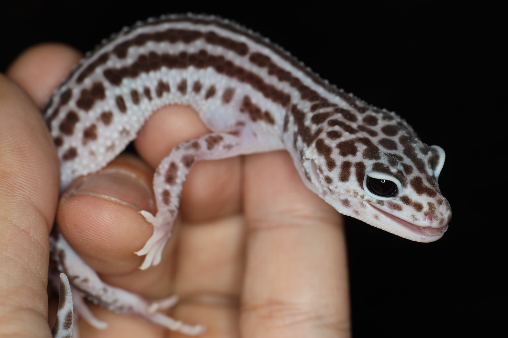 ヒョウモントカゲモドキ スーパーマックスノー