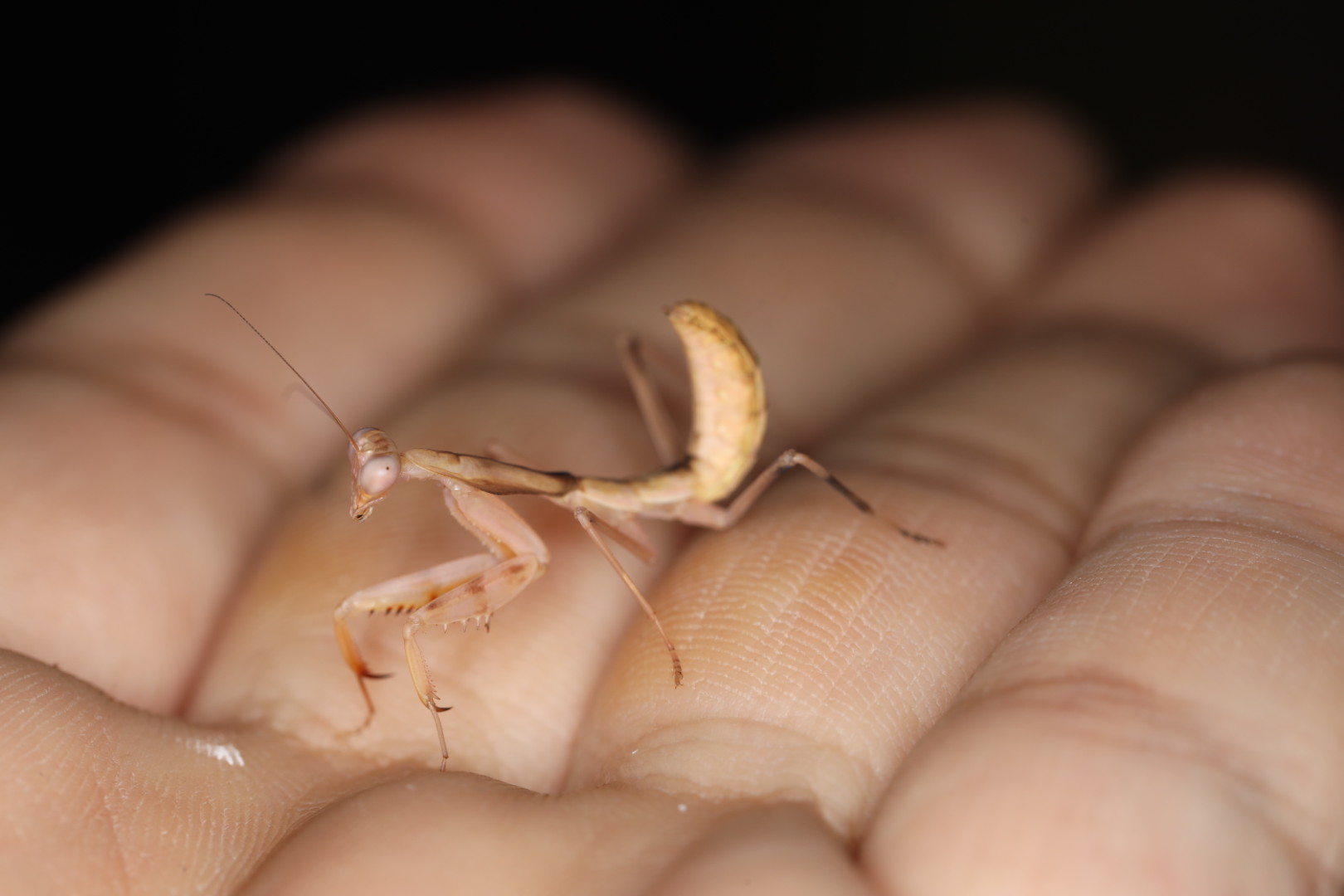 チモールジャイアントシールドマンティス