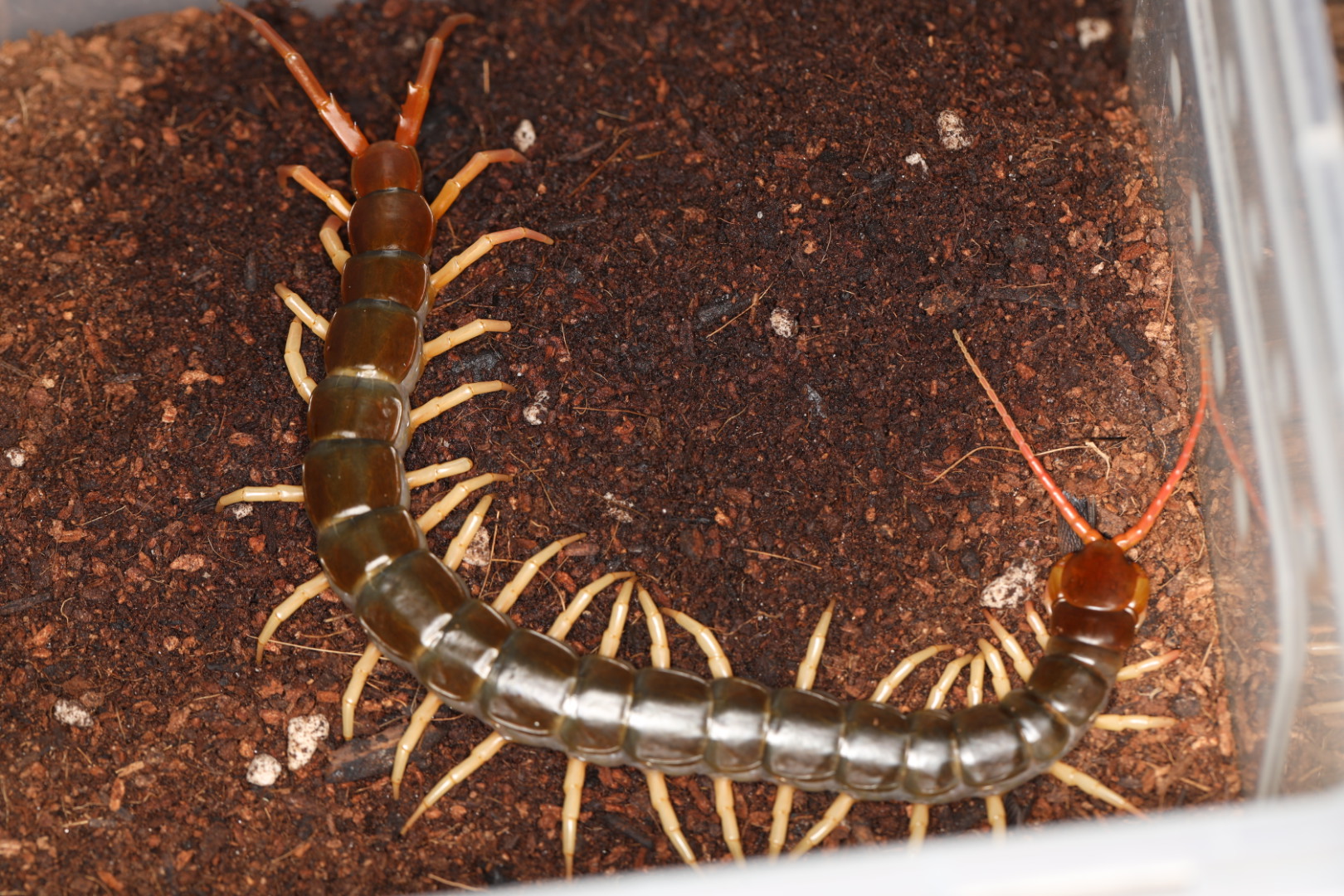 タイランドフレイムレッグ