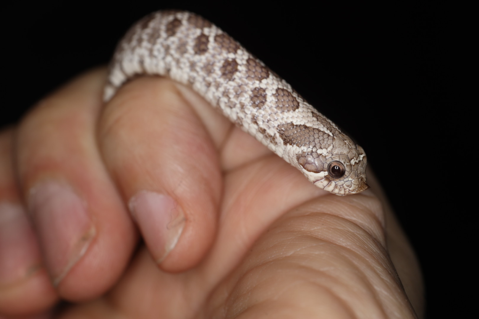 セイブシシバナヘビ ゴースト