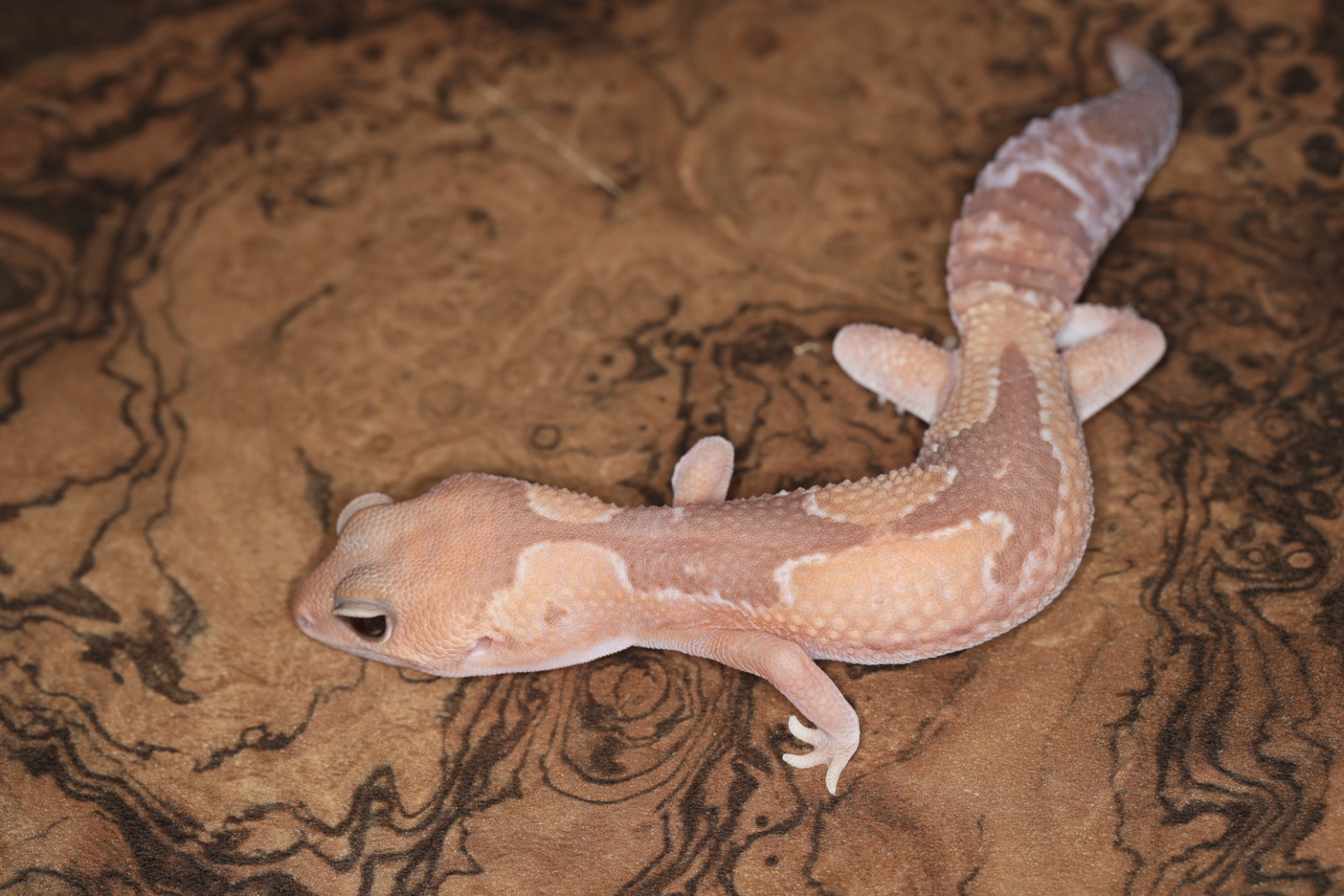 ニシアフリカトカゲモドキ キャラメルズールー