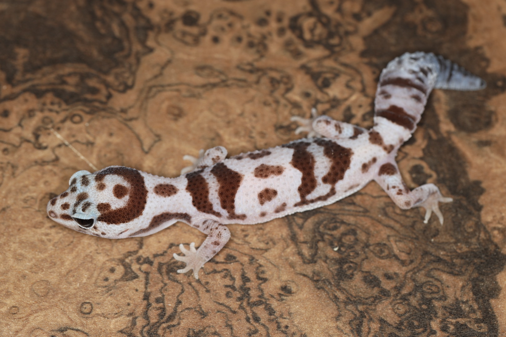 ニシアフリカトカゲモドキ ホワイトアウトオレオhetパタンレス