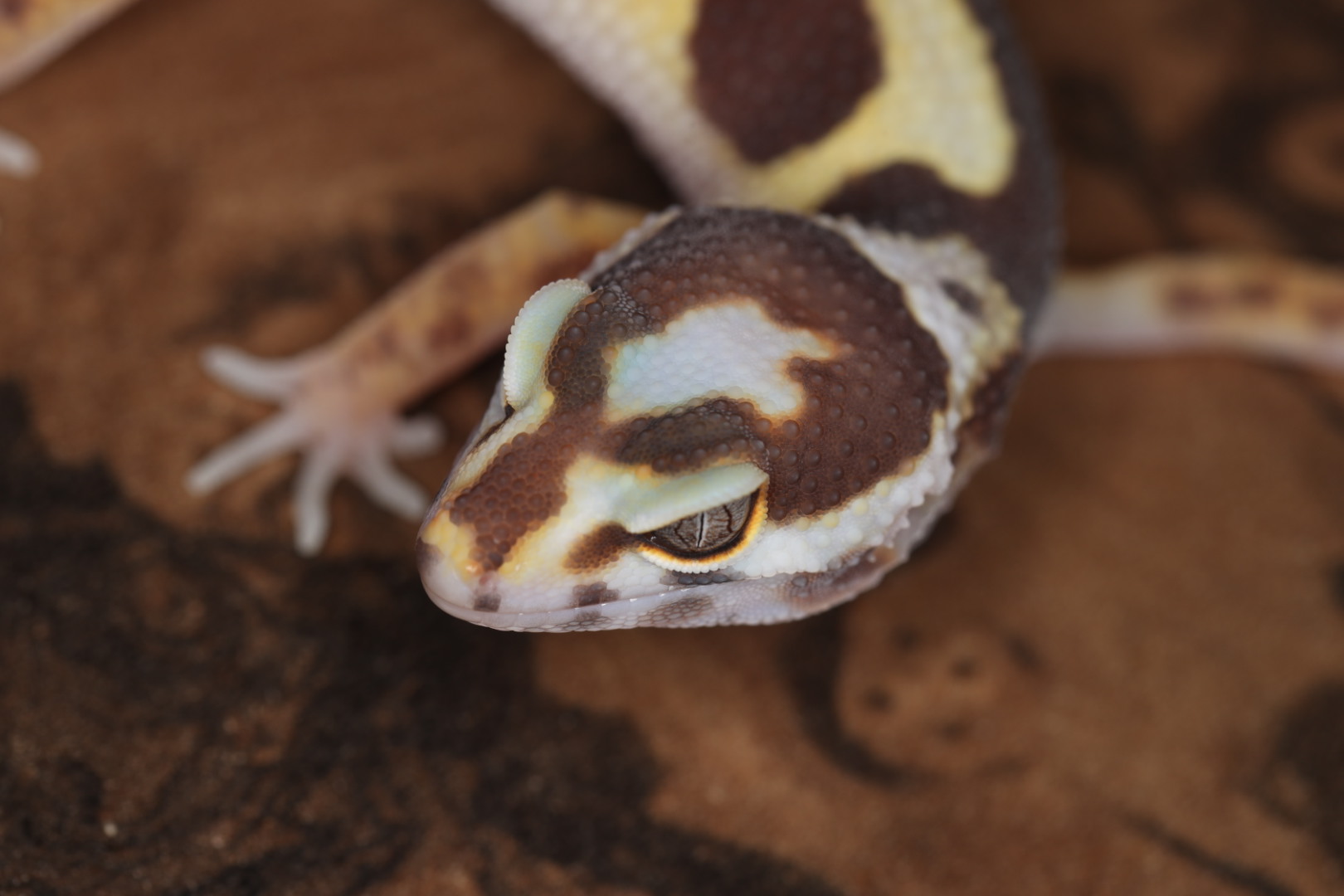 ヒョウモントカゲモドキ トレンパーバンディット