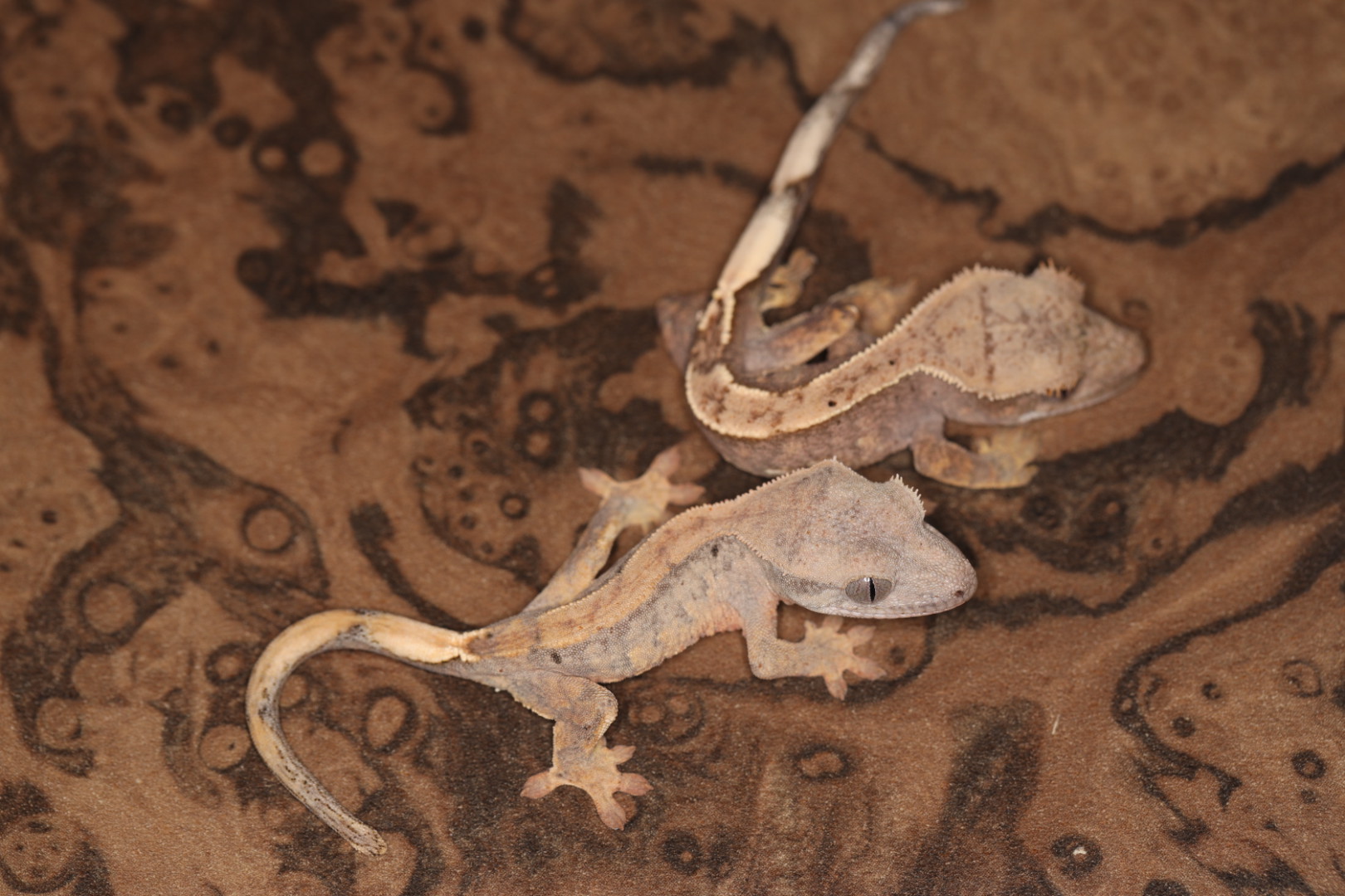 クレステッドゲッコー 【クイーン血統】SALE