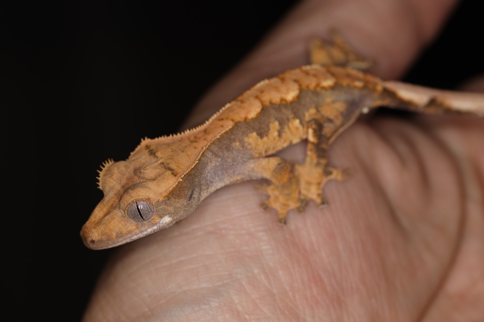 クレステッドゲッコー hetアザン