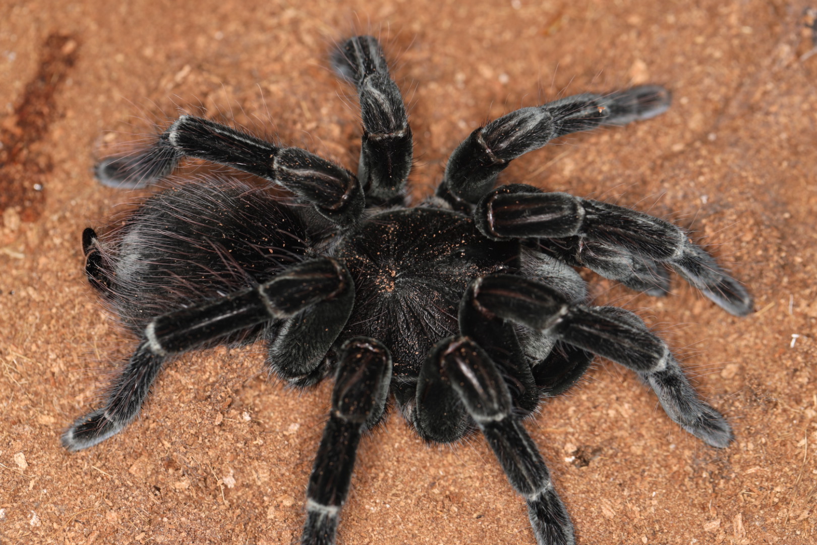 マナビバードイーター