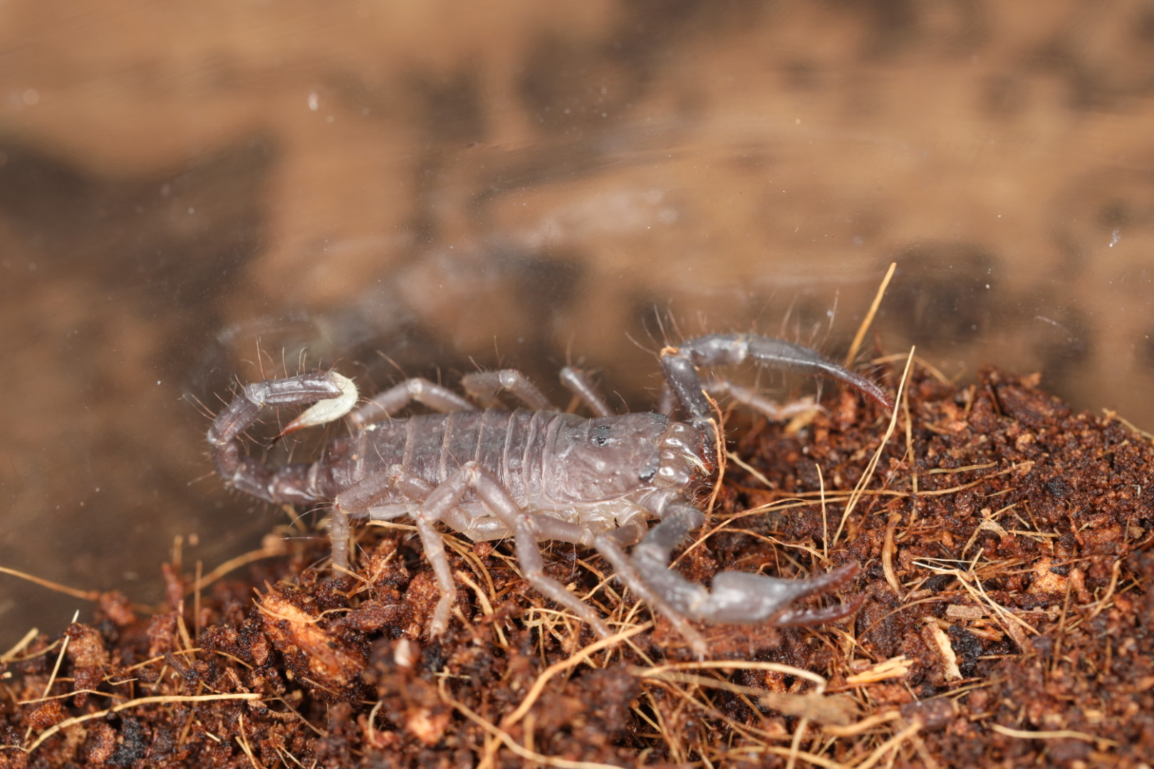 スワンメルダムオオハカリサソリ